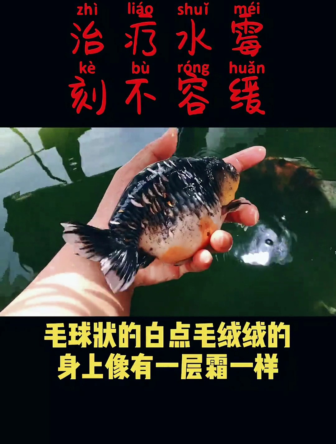 金鱼水霉如何治疗
