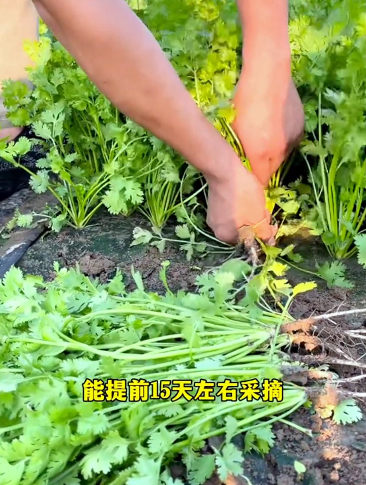 冬季种植香菜,掌握这4个小技巧,你也能种除高品质香菜!