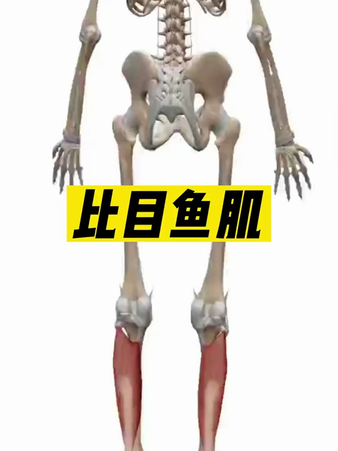 比目鱼肌,长时间进行走路,跑步,爬山等活动,可能会导致它紧张