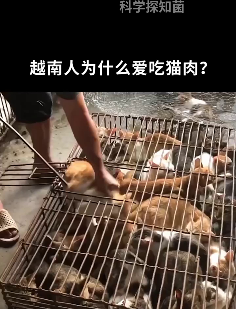 越南人为啥钟情吃猫肉?