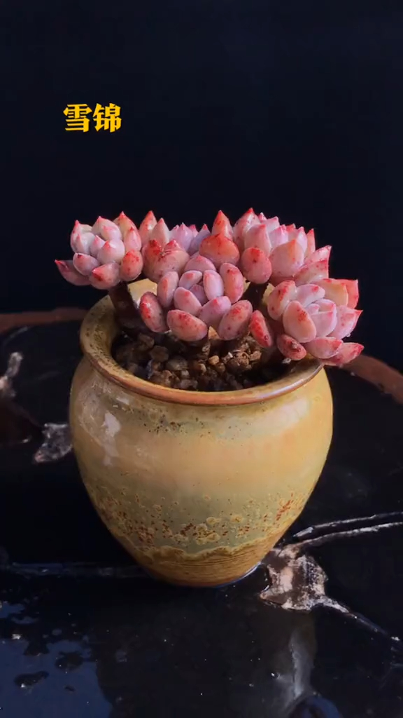 控养多肉植物 拇指盆 雪锦