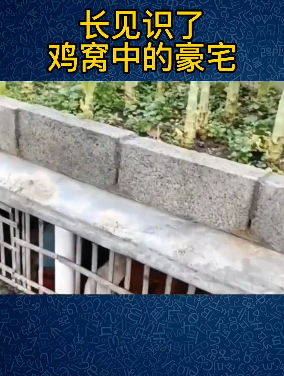 三农养殖:长见识了,鸡窝中的豪宅