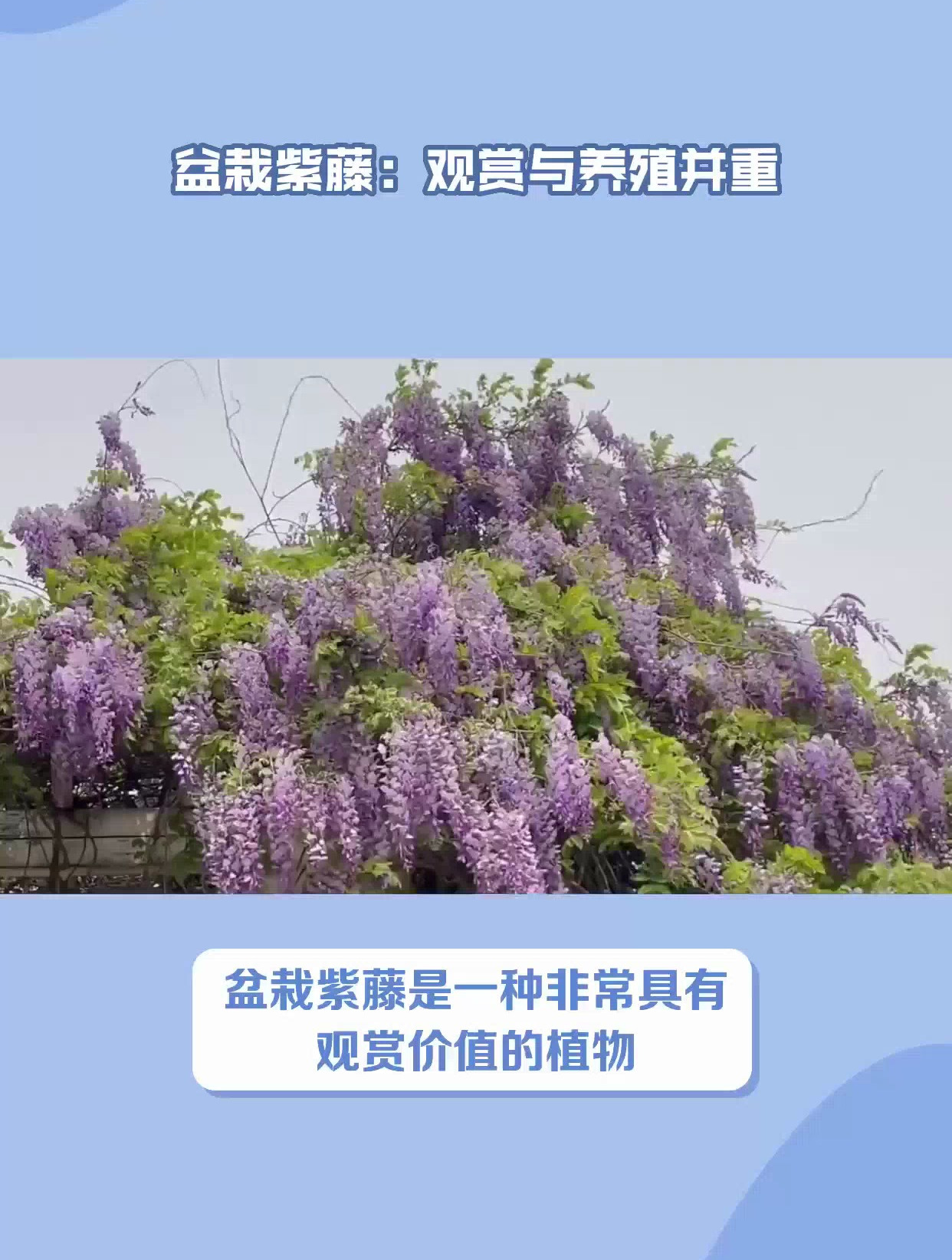 盆栽紫藤的养殖方法和注意事项