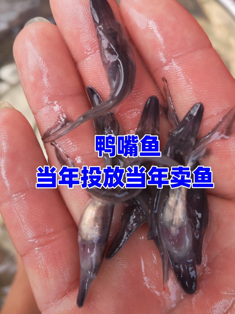 鸭嘴鱼市场行情火 好养 值得养殖