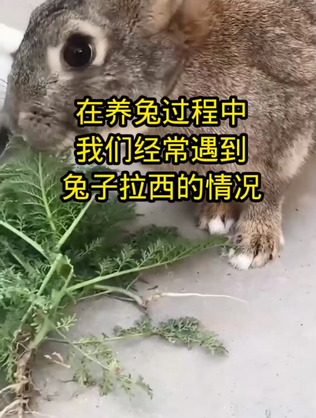 学会用三种草,兔子肠道真是好