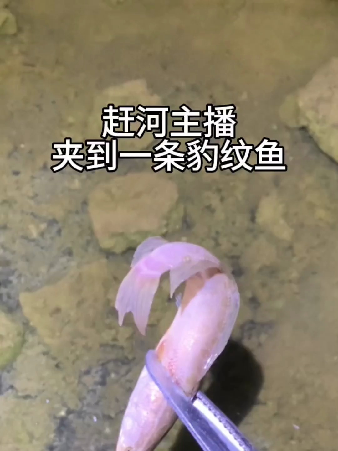 赶河:夹到一只豹纹鱼