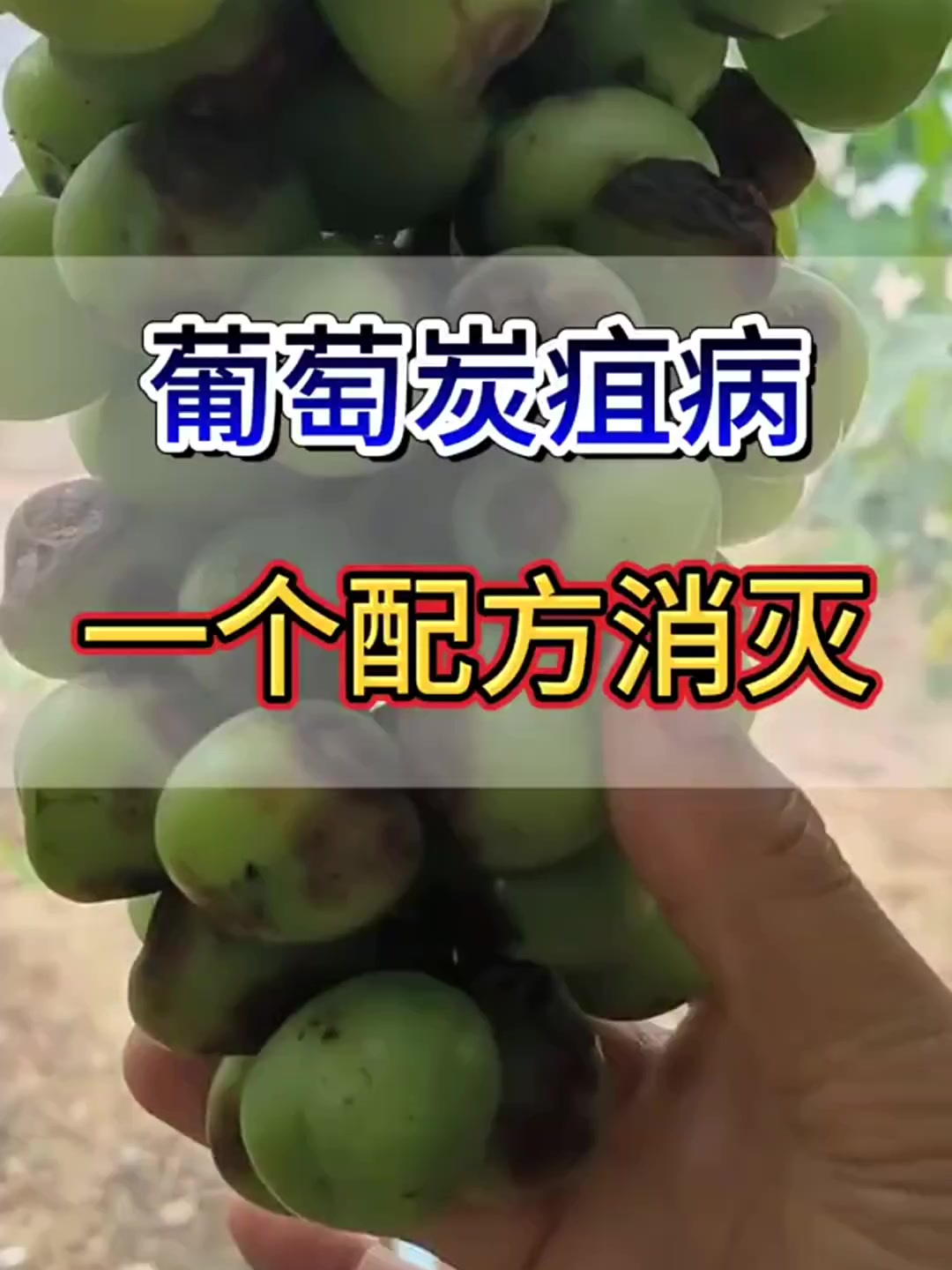 葡萄炭疽病,一个配方消灭