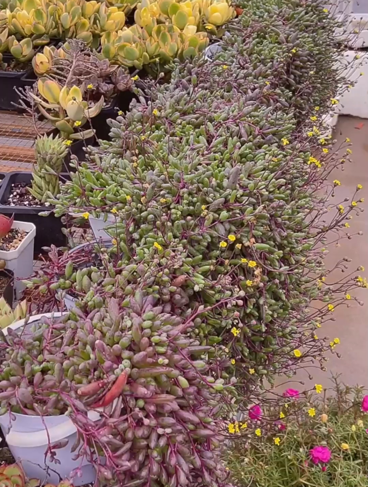 紫玄月秋季可以选择淋雨吗?这样让紫玄月长势更好叶片更肥厚饱满