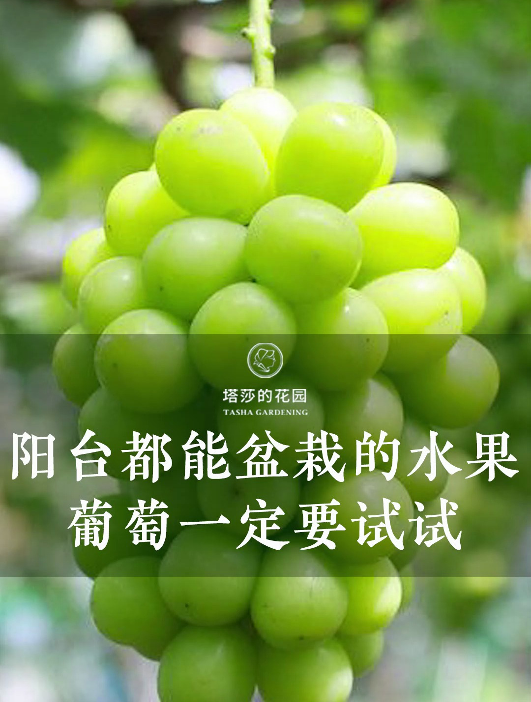 阳台都能盆栽的水果 葡萄一定要试试