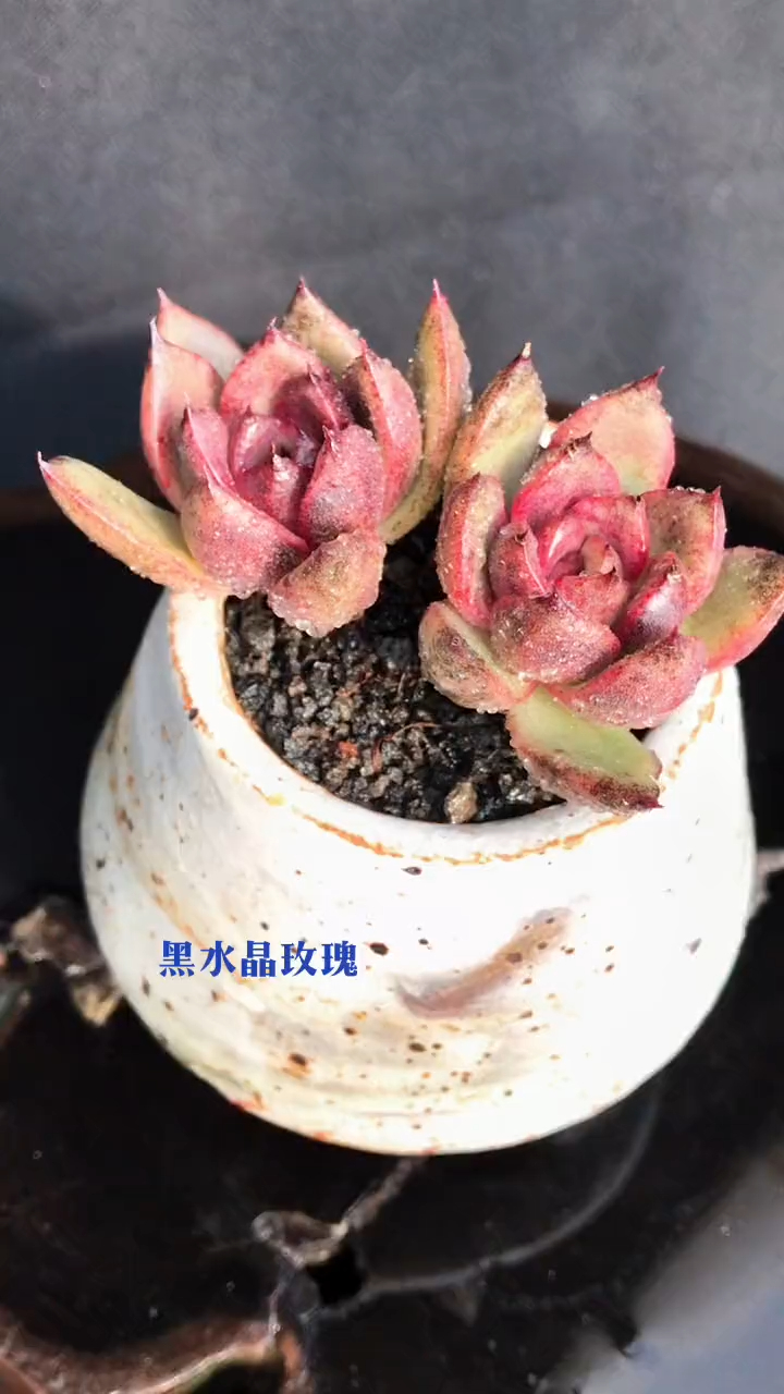 多肉植物 黑水晶玫瑰