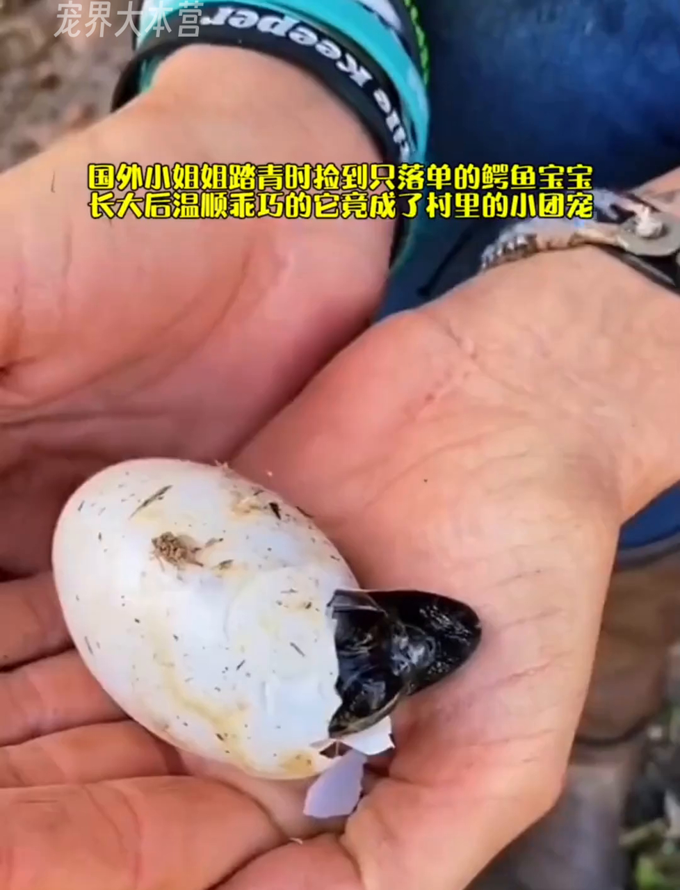 国外美女春游捡了只小鳄鱼,长大后成村里的萌宠,超听话!