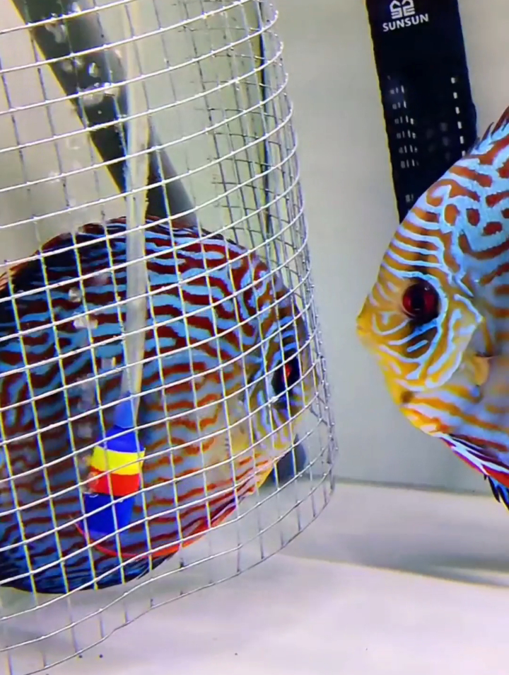 七彩神仙鱼如何自救？看把你们能耐的，里应外合救小鱼，看着吧