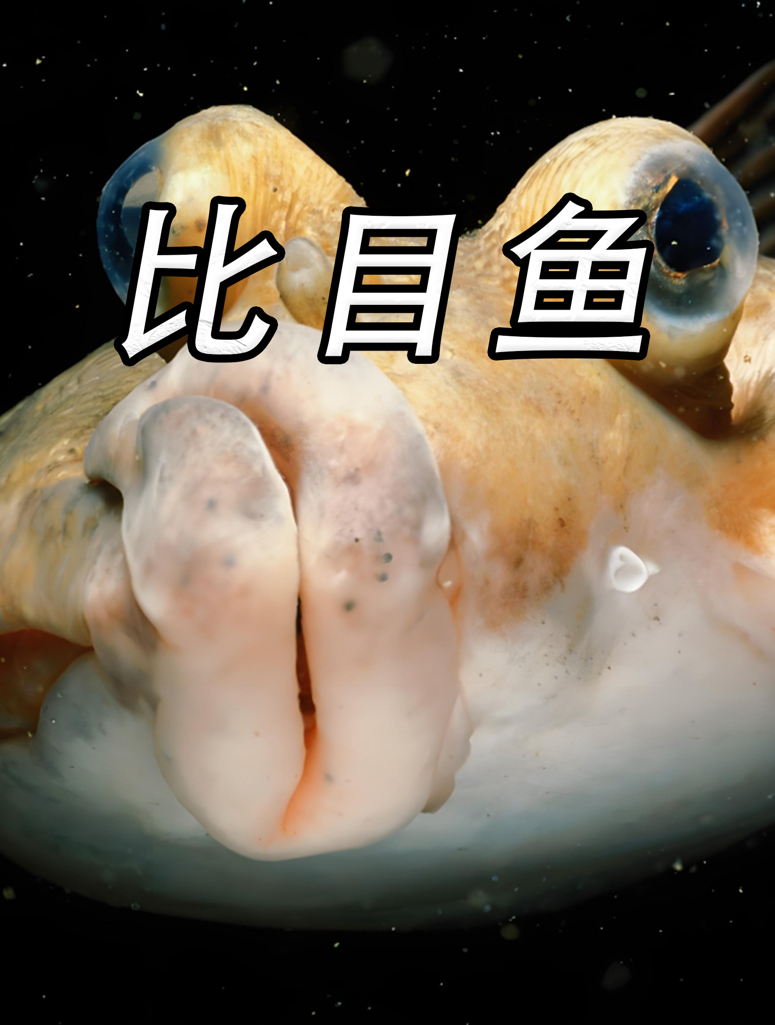 比目鱼:俩眼睛长在同一侧,就问你怕不怕?