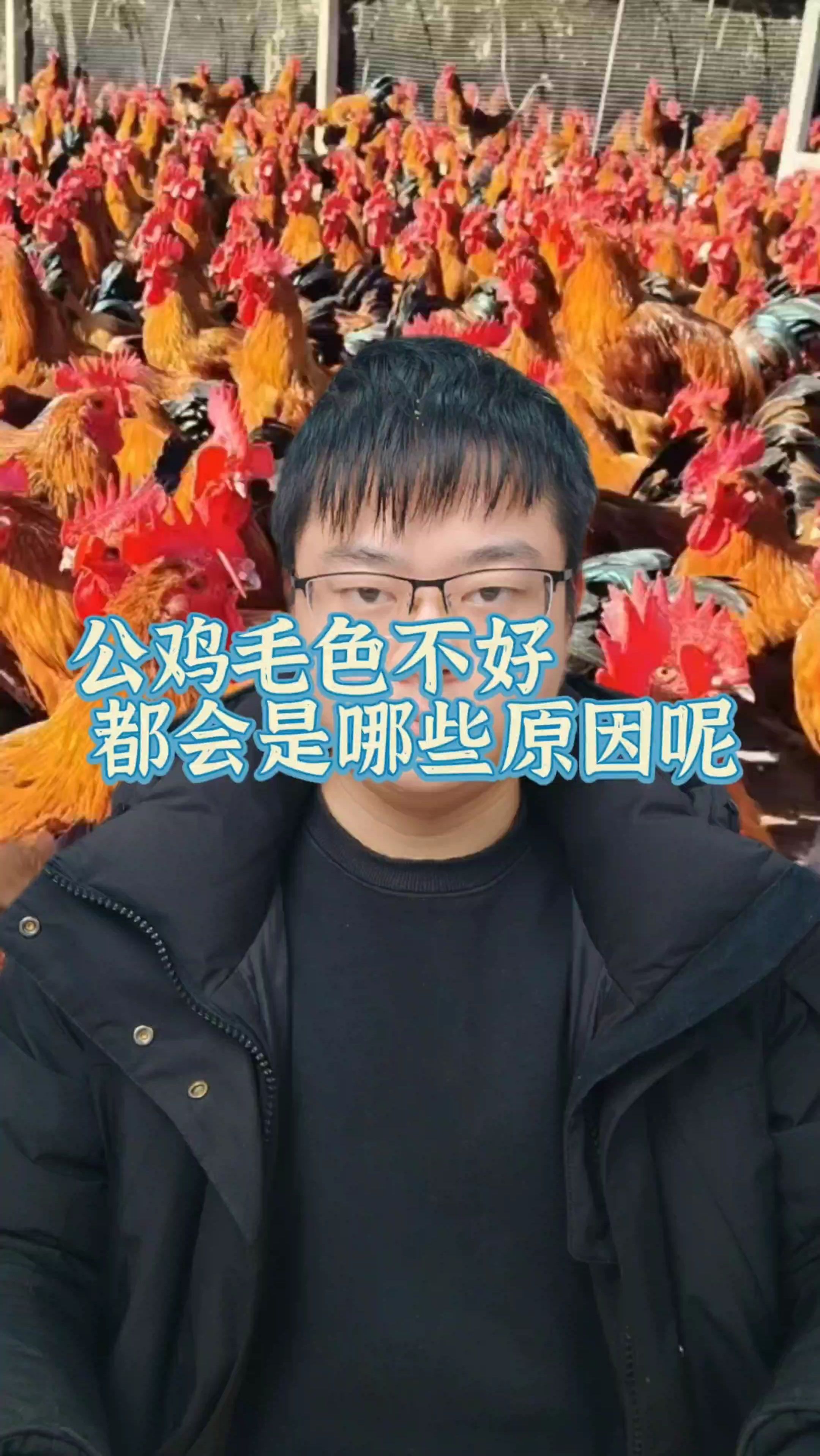 公鸡的毛色不好,都会是哪些原因呢