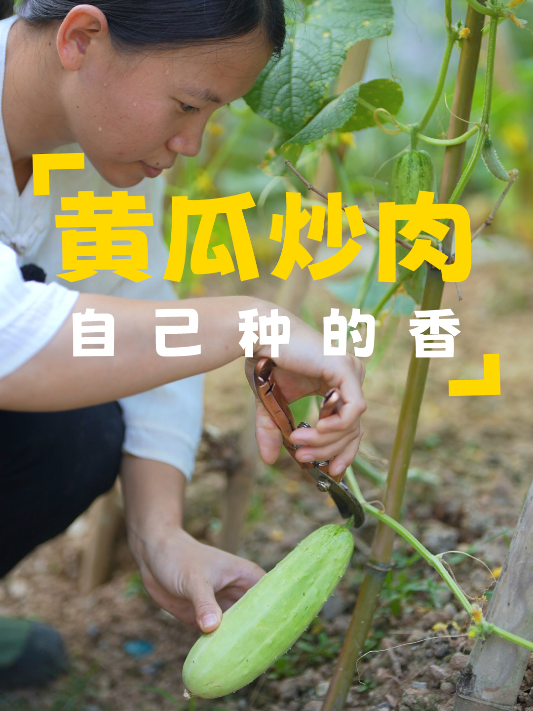 门口的黄瓜已长成,摘些回去炒肉,再清炒一盘茄子,好吃又下饭