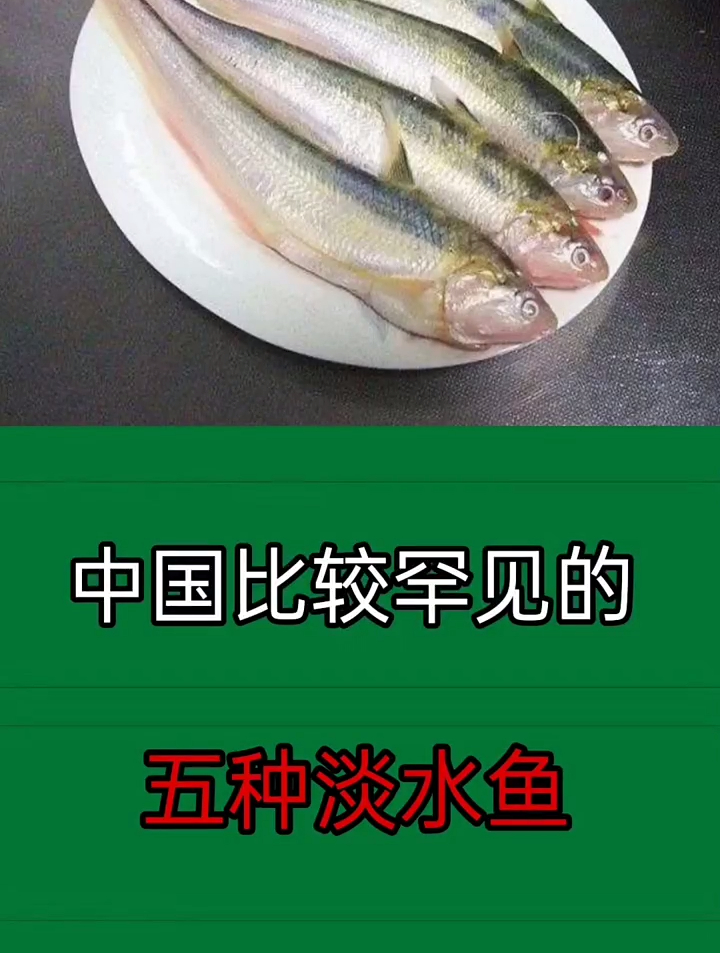 比较罕见的五种淡水鱼,你知道吗