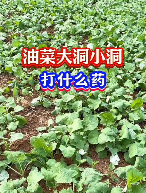 油菜苗,出苗后立即喷上它,一个虫眼都没有