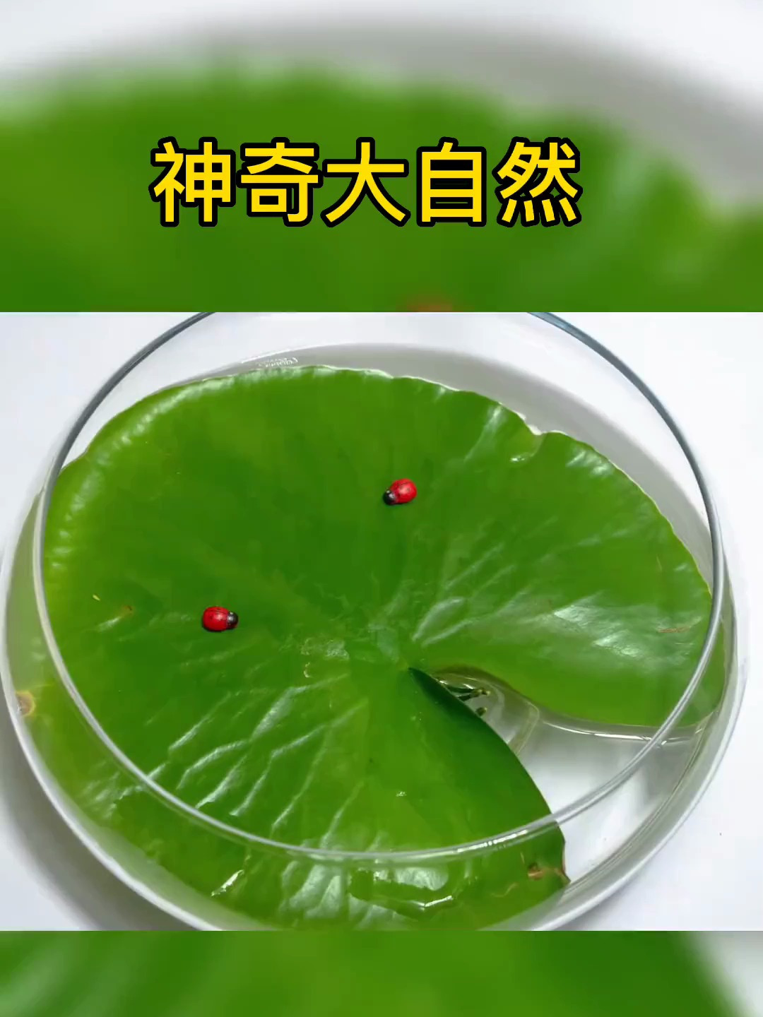 一叶莲的花语怡然自得 清新你我