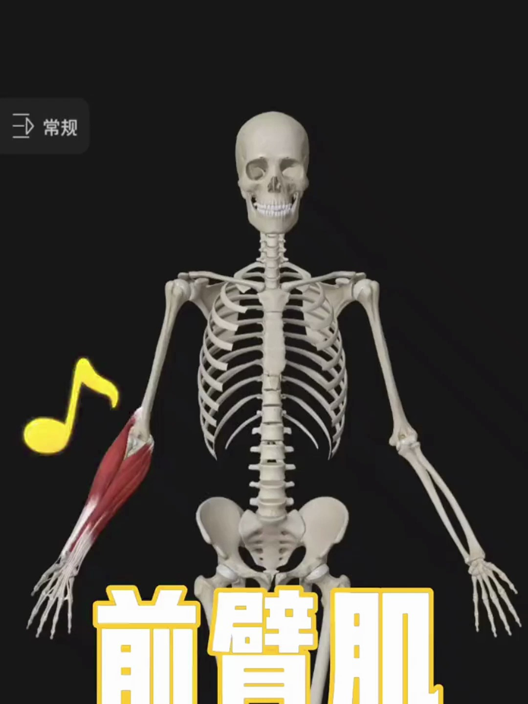 人体骨骼知识——前臂肌