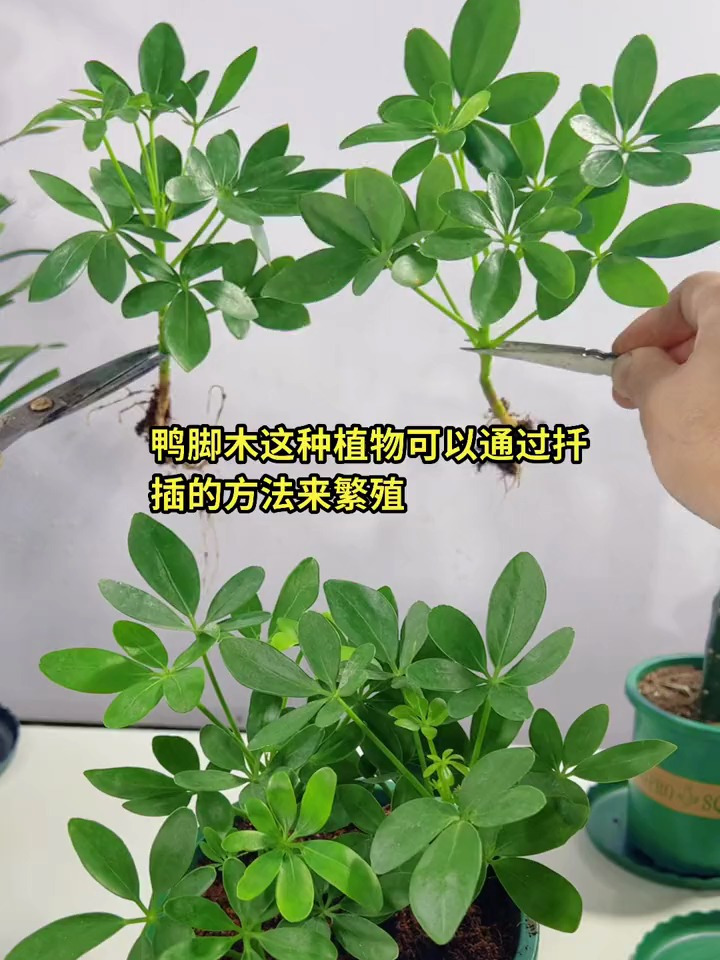 鸭脚木这种植物可以通过扦插的方法来繁殖