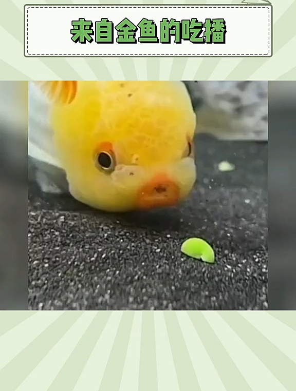 金鱼吃东西 原来金鱼吃东西那么曲折的!