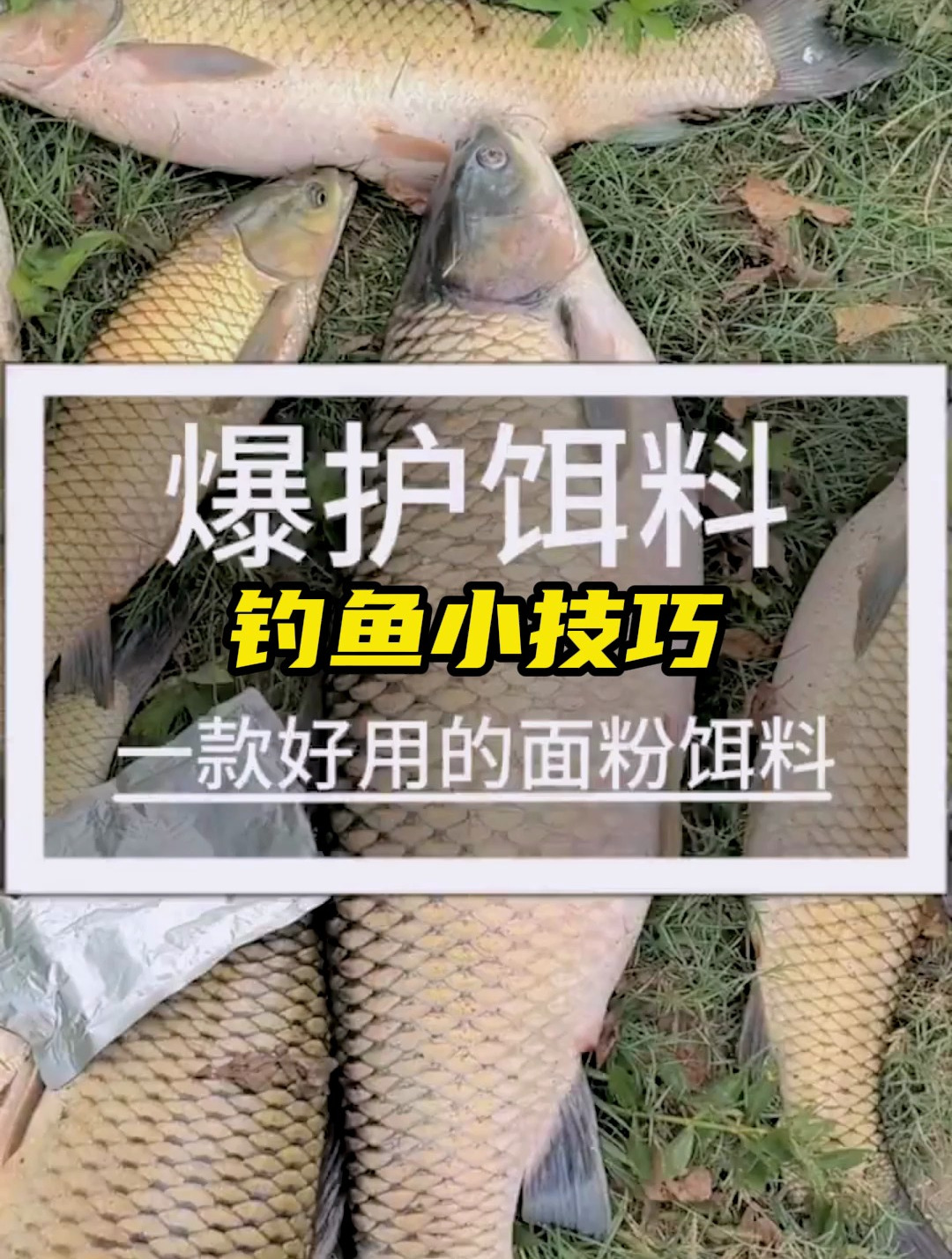 新手钓友应该怎么制作饵料?教你一个面粉就能做的爆护饵料!