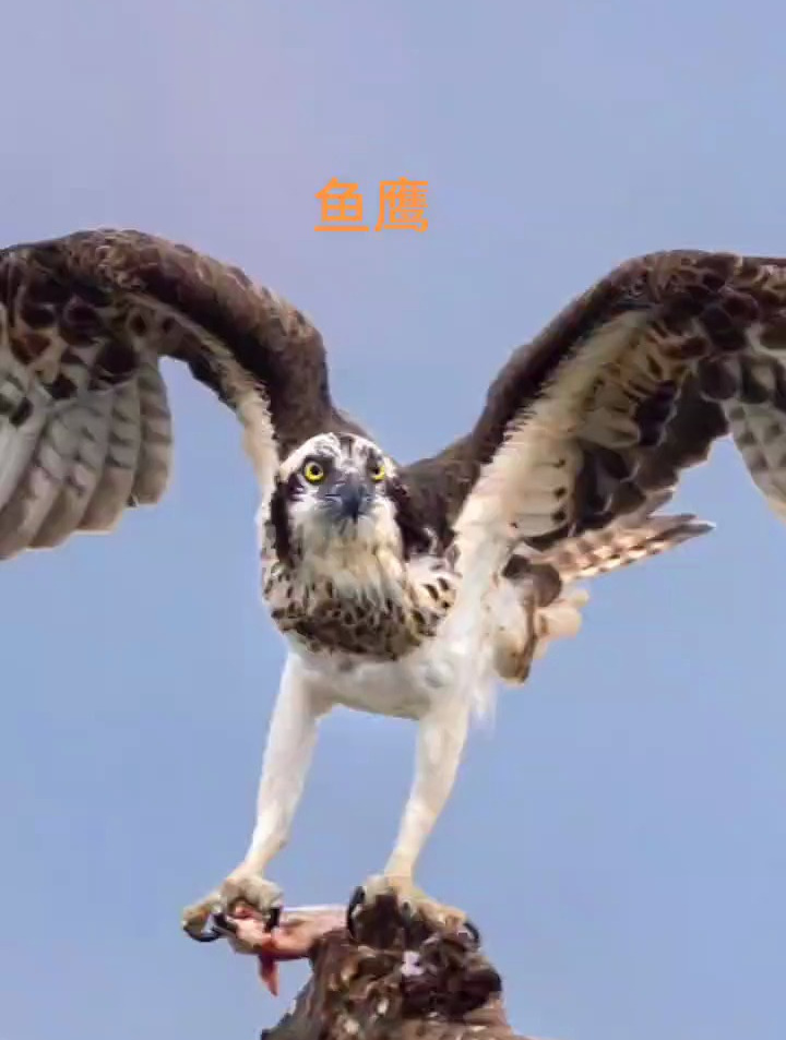 牛气冲天,奇妙的动物,保护鸟类,鱼鹰啄的什么鱼?