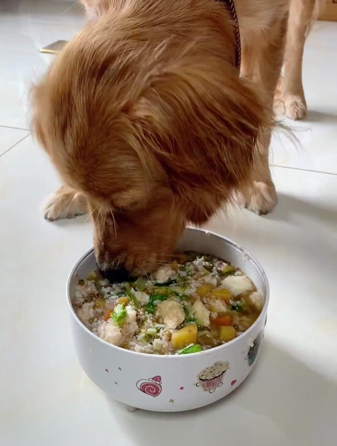 爱吃剩菜剩饭的狗子