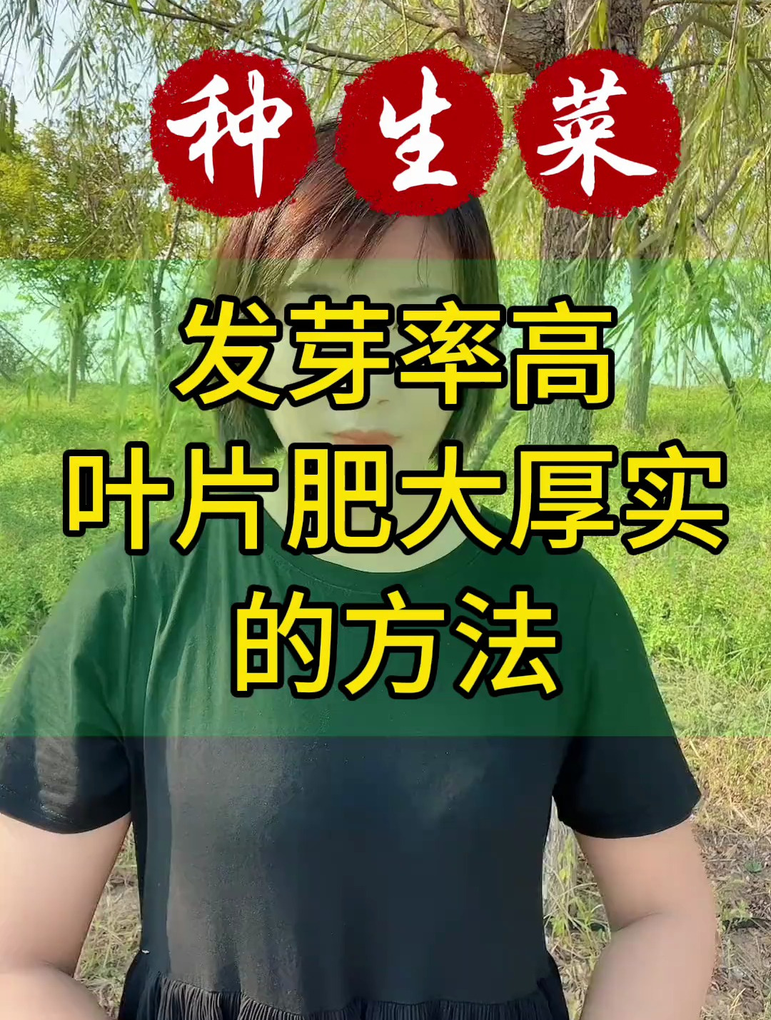种生菜,出苗齐,叶片肥大厚实的方法