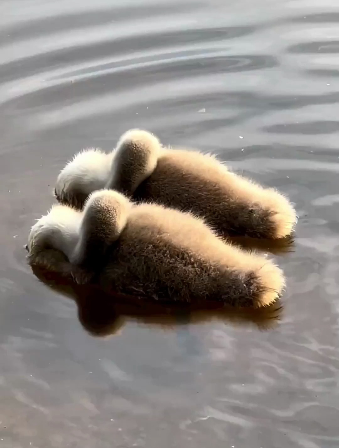 美美睡觉的小天鹅