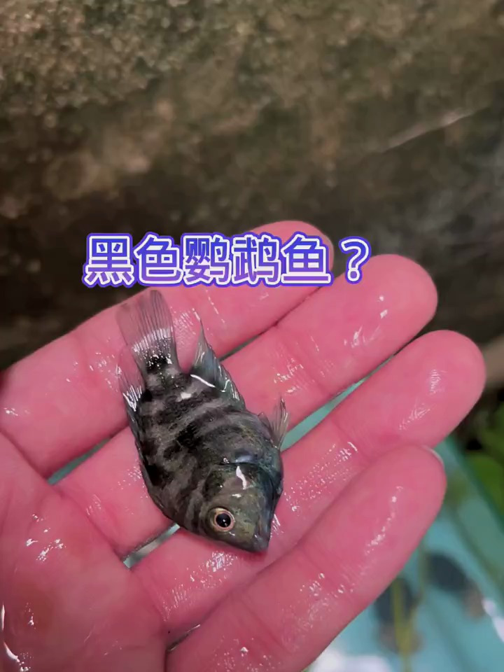 黑色鹦鹉鱼漂亮吗