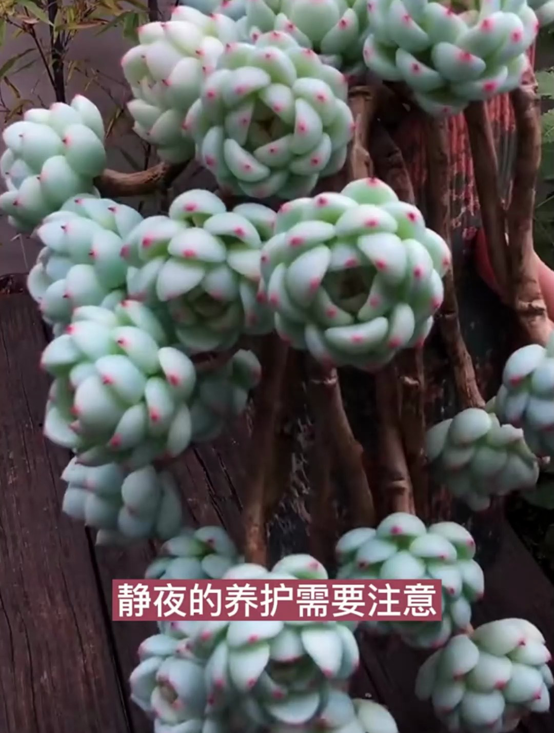 静夜多肉的养护需要注意些什么?分享静夜多肉的养护方法,点赞哦