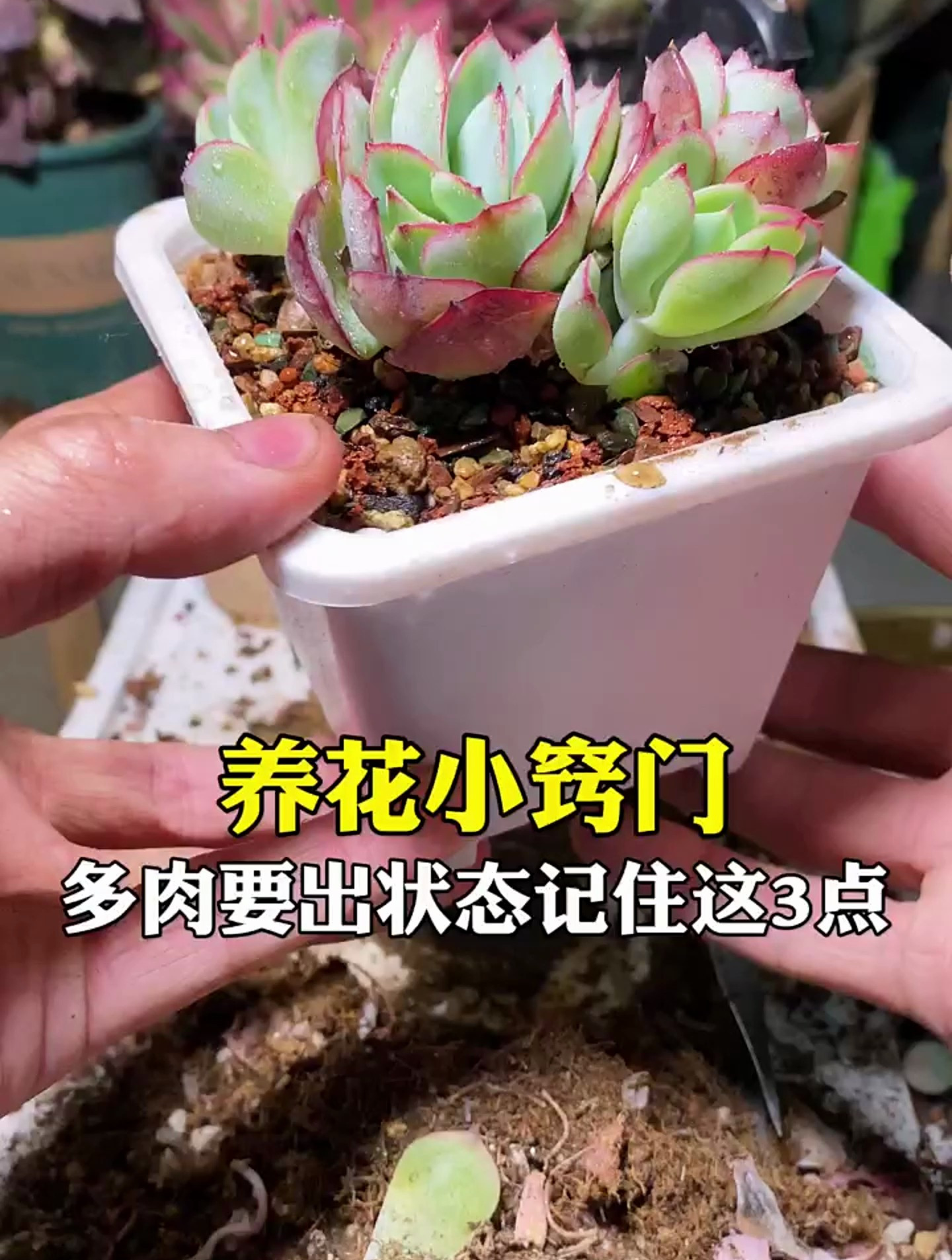 多肉要出状态记住这三点