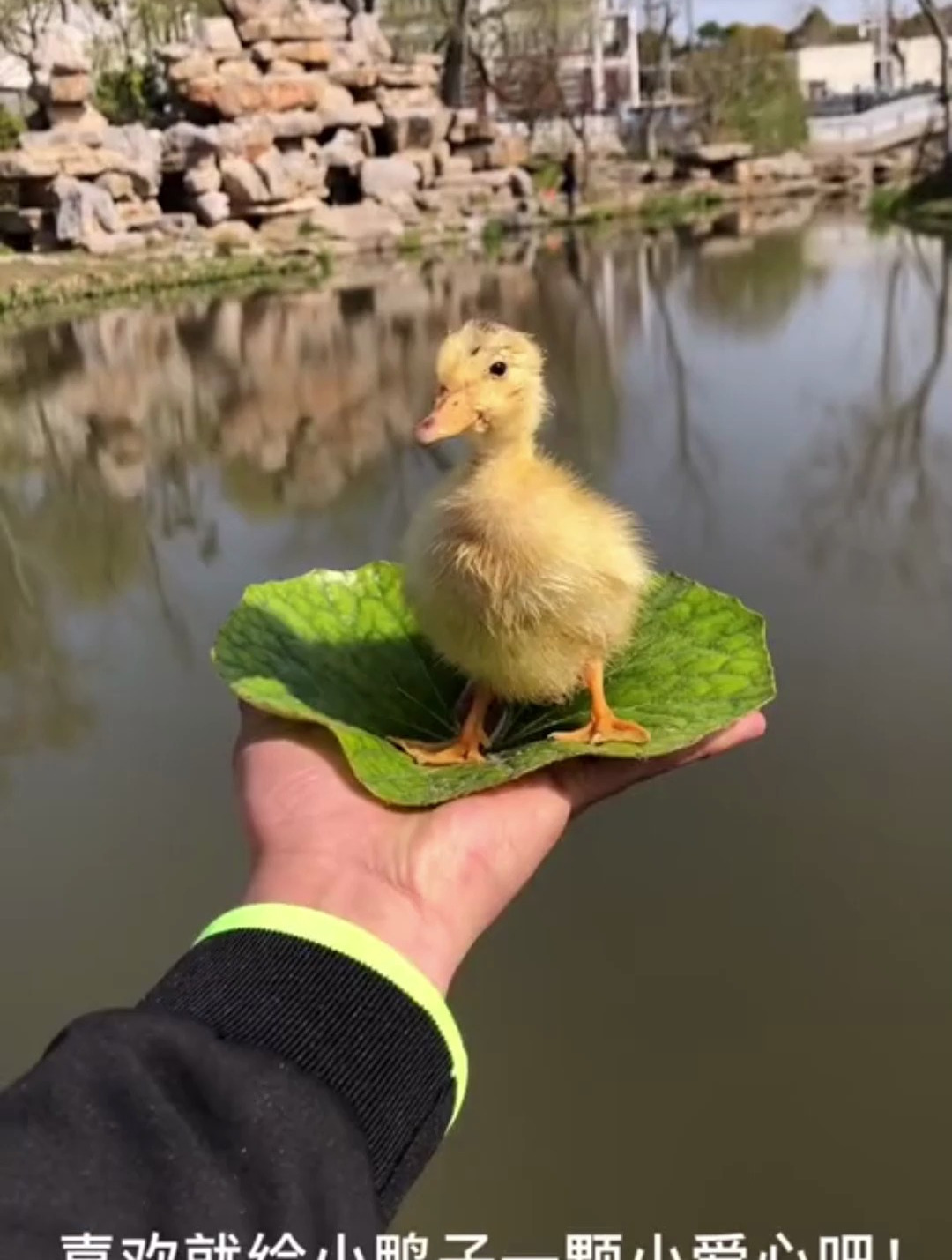 小鸭子和鱼的故事