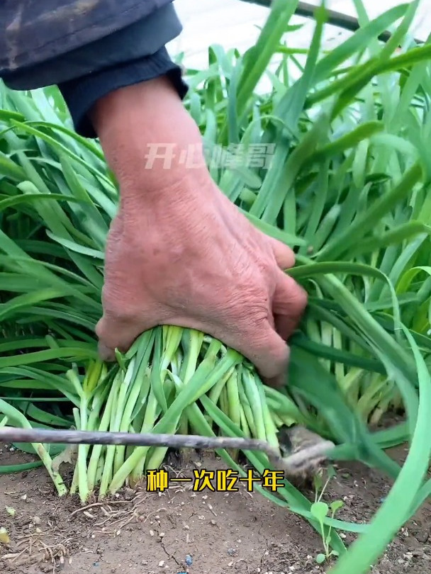 种一次吃十年的独根红韭菜来了!我的小菜园种植小技巧来抖音学农