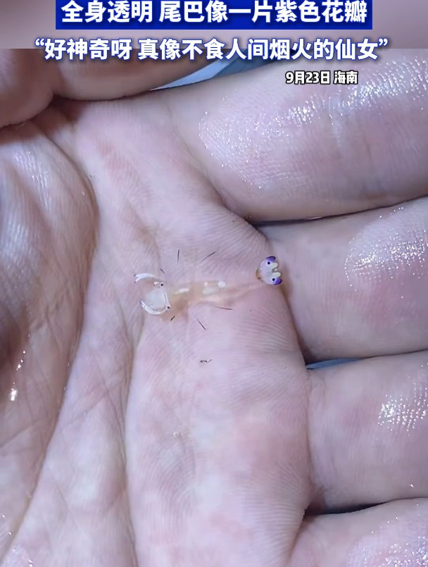 网友在海边遇到“仙女虾”,全身透明,尾巴像一片紫色花瓣
