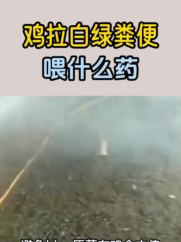 鸡拉白绿色粪便喂什么药