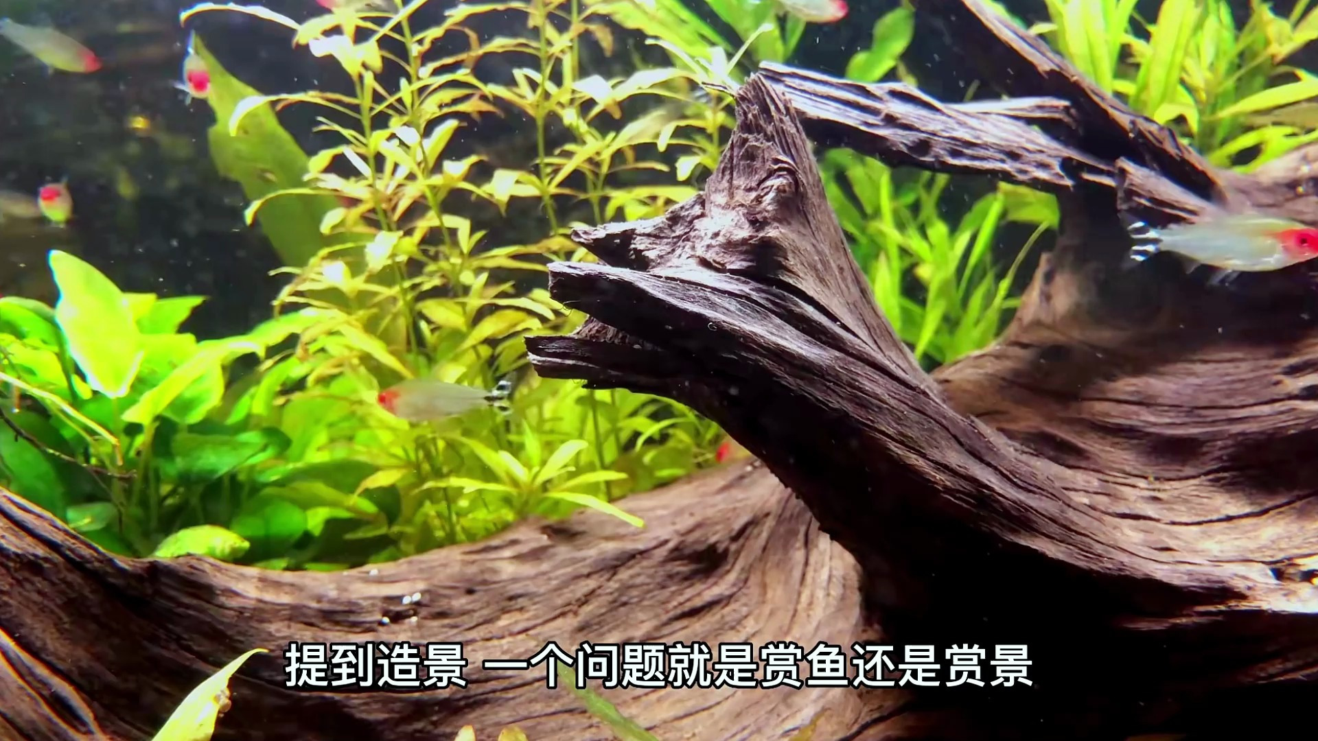 孔雀鱼缩鳍缩尾是什么原因?看看你干了这些事情没有?