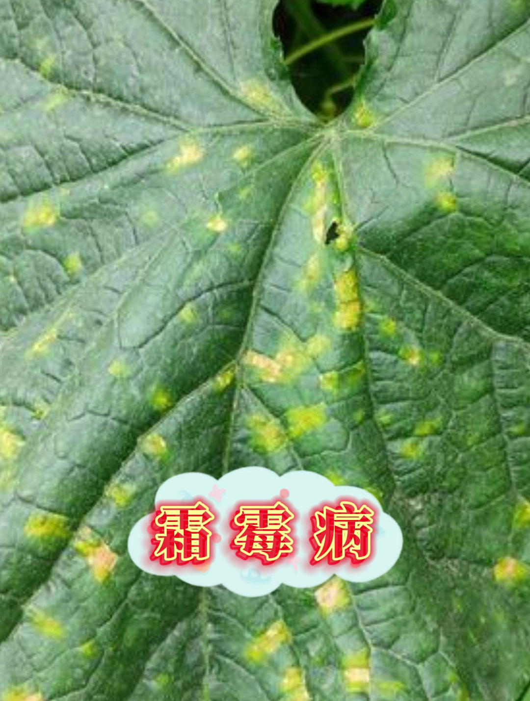 黄瓜病害大全,你弄懂了吗?