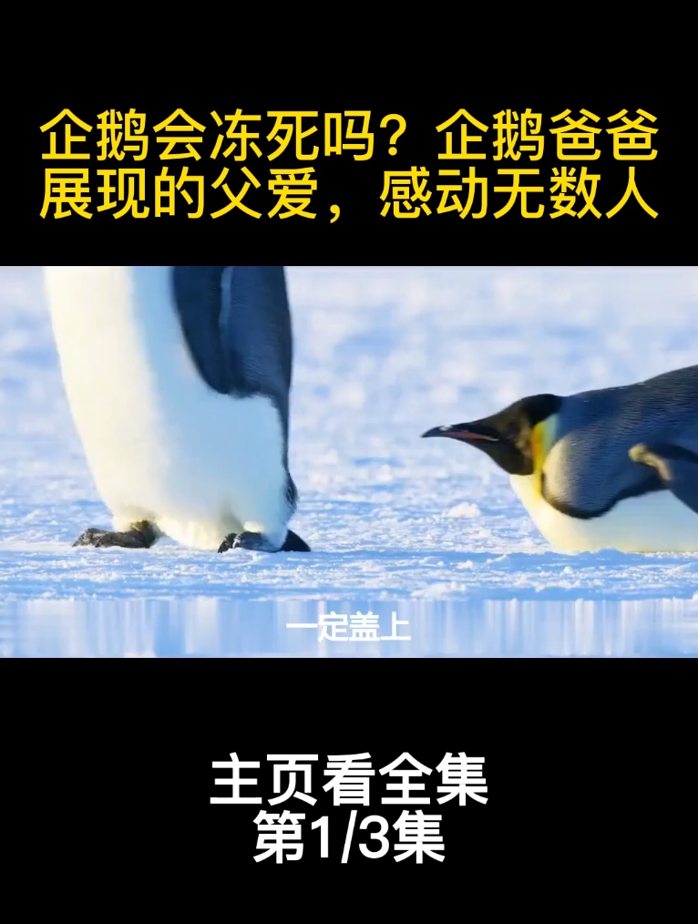 企鹅会冻死吗?企鹅爸爸展现的父爱,感动无数人_1