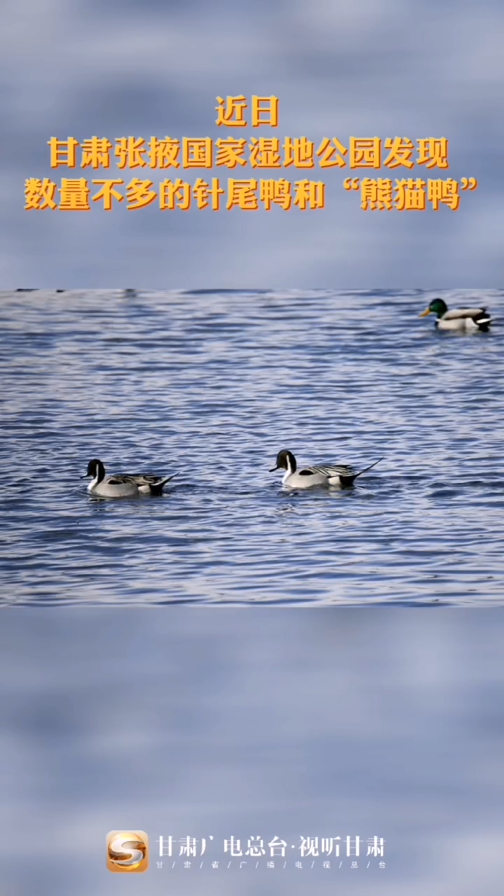 甘肃张掖湿地发现针尾鸭和熊猫鸭 甘肃 张掖 野生动物