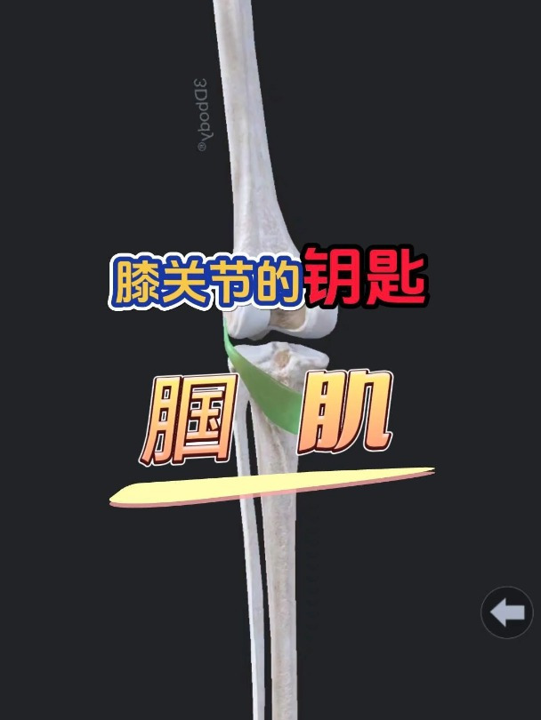 每天学一肌:腘肌