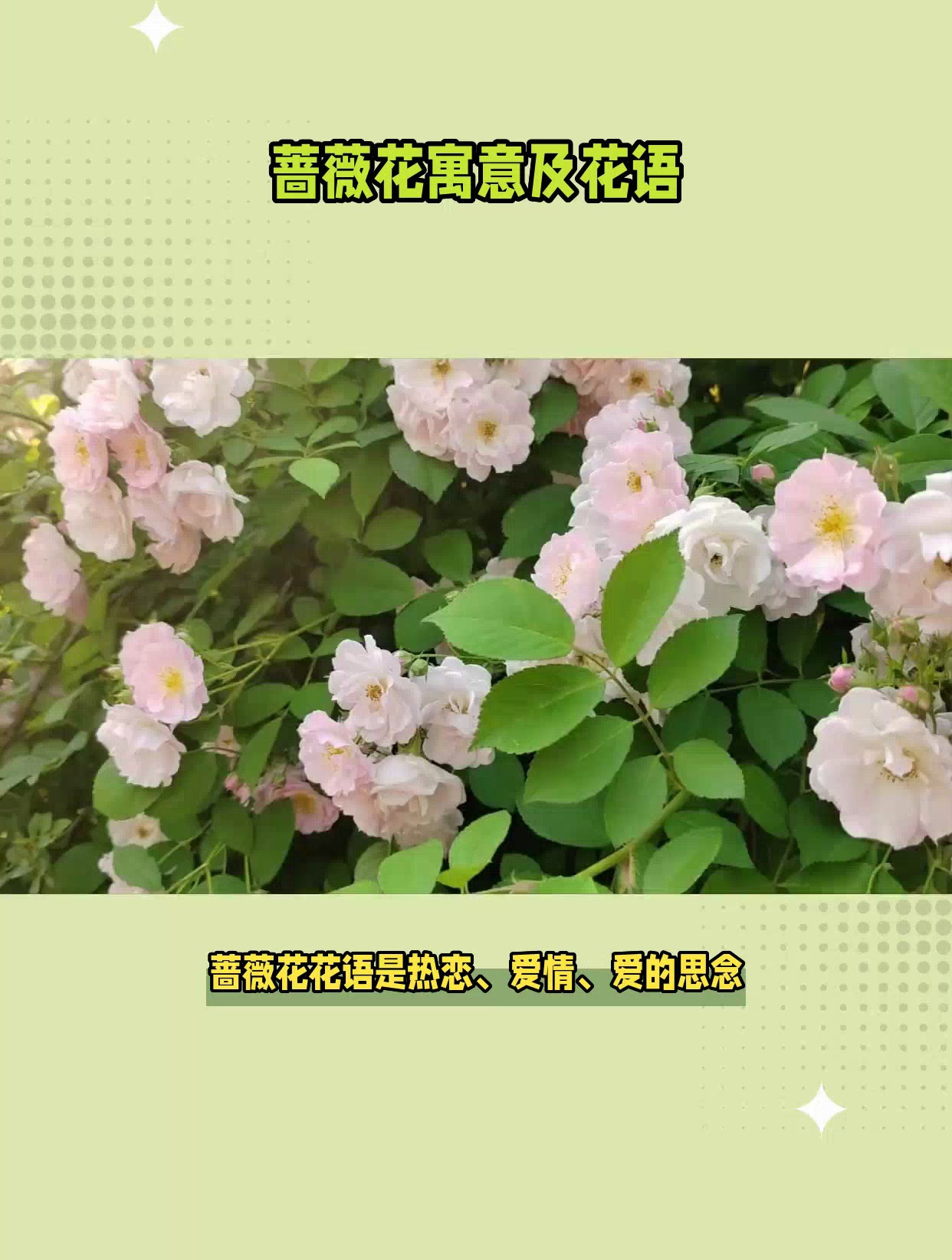 蔷薇花寓意及花语