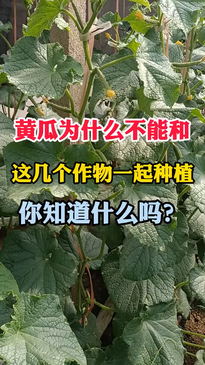 黄瓜和这几种蔬菜一起种,会加重病害传播,一定要注意