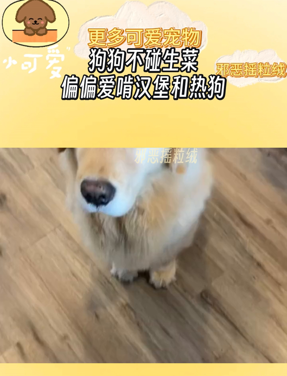 狗狗不碰生菜,偏偏爱啃汉堡和热狗