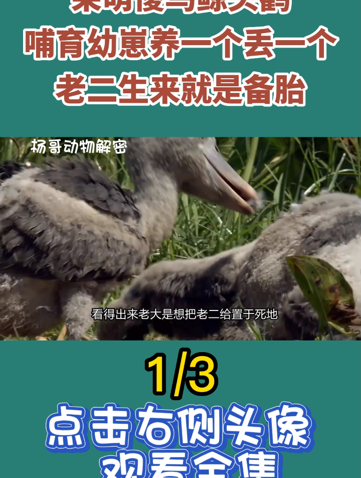 呆萌傻鸟鲸头鹳,哺育幼崽养一个丢一个,老二生来就是备胎1