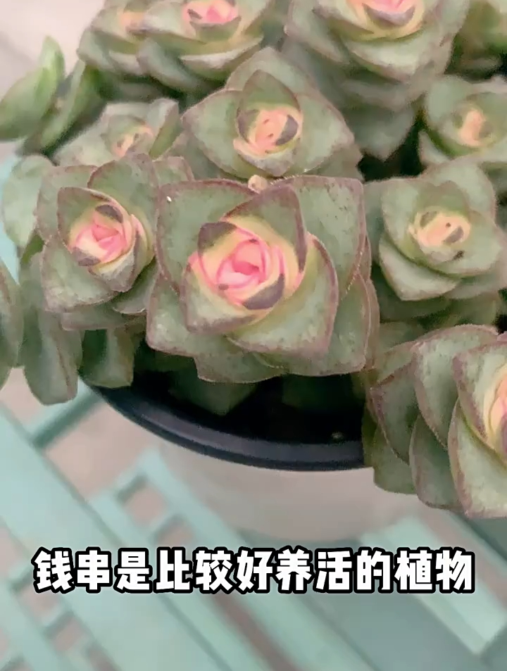 一起来养多肉植物钱串