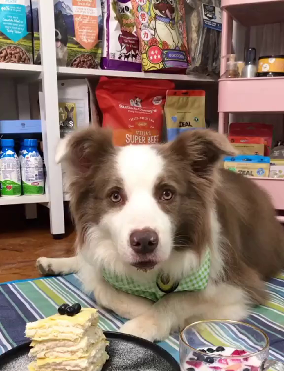 小狗狗格林的悠闲茶歇时光