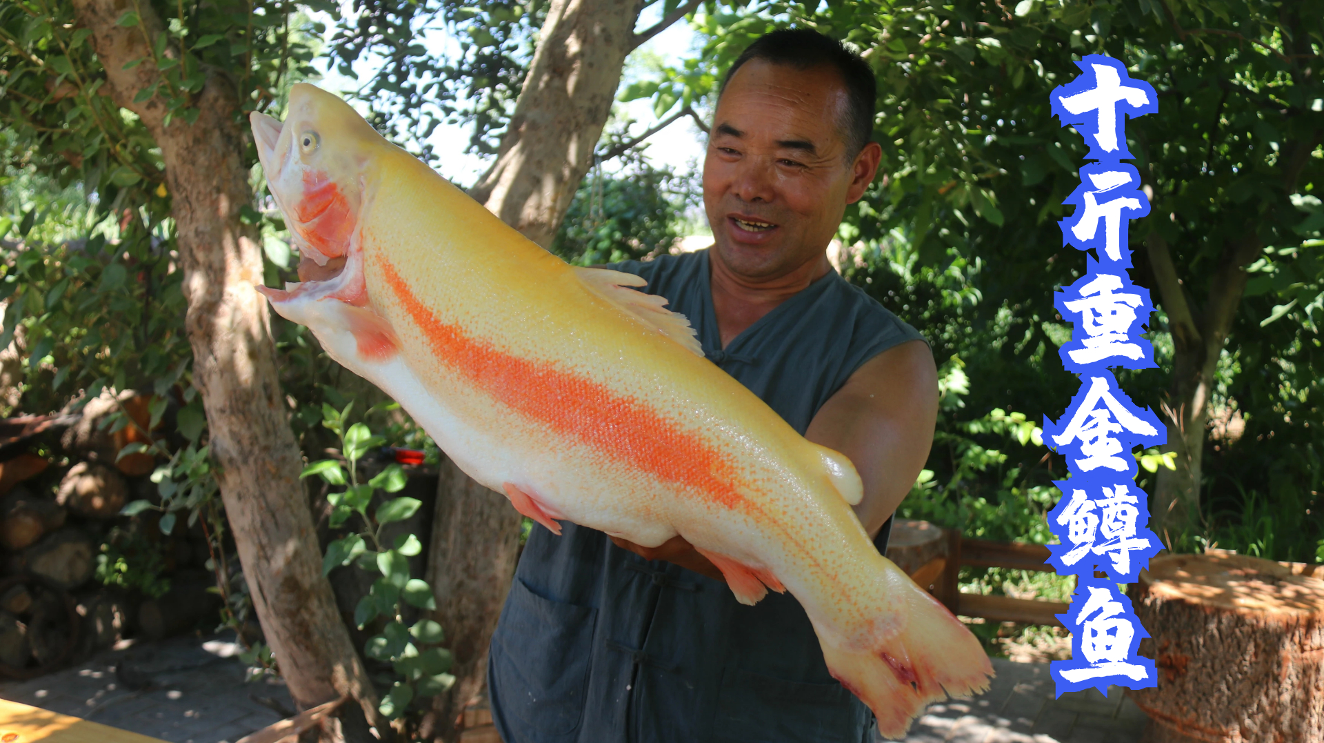 380买条10斤重金鳟鱼,这么大的还是头次见,老婆子今天吃过瘾了