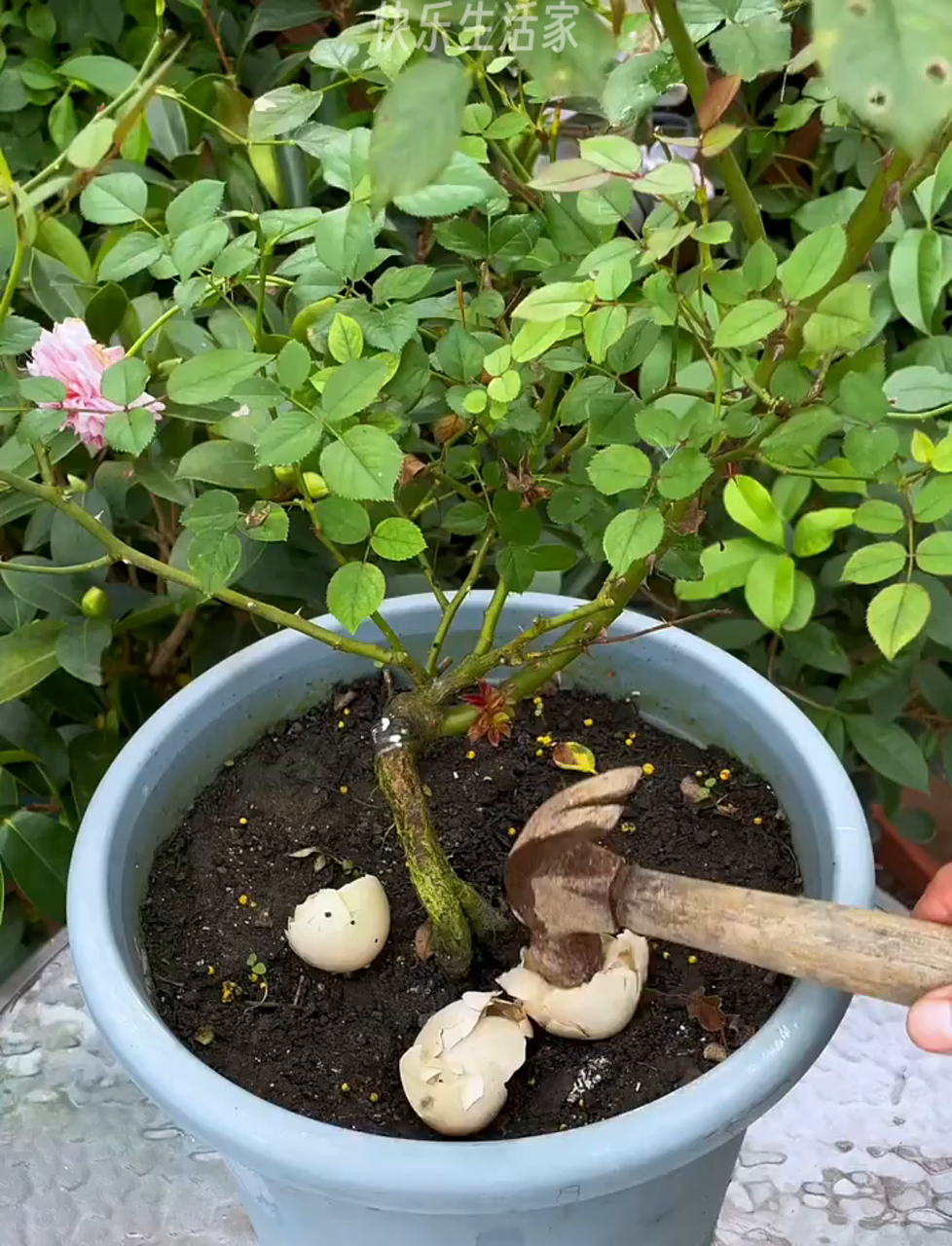 用鸡蛋壳种花,这么做才对!